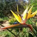 Free walking tour dei Giardini Botanici Nazionali di Kirstenbosch 