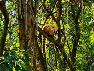 Descubra el oasis escondido de São Paulo: observación de vida silvestre en el Parque Ecológico Tietê