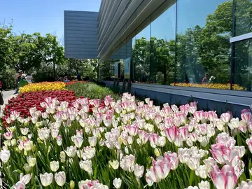 Tulpen & Flügel: Ein Frühlingsspaziergang durch Ottawa 