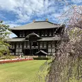 Tour mattutino gratuito di Nara: passeggia tra i cervi ed esplora la prima capitale del Giappone con una guida locale.