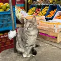 Peruvian Breakfast Food Tour