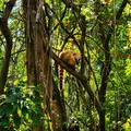 Discover São Paulo's Hidden Oasis: Wildlife Watching at Tietê Ecological Park