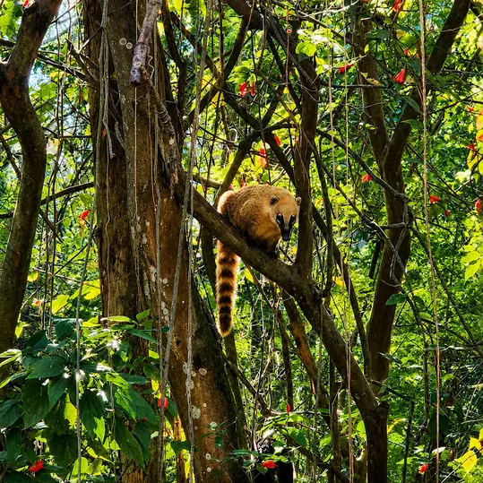 Descubra el oasis escondido de São Paulo: observación de vida silvestre en el Parque Ecológico Tietê