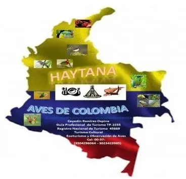 HaytanaAvesDeColombia