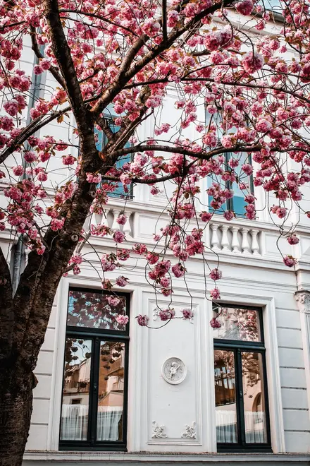 Free walking tour della Bonn classica: radici romane, Beethoven e vita locale nel centro storico dell'ex capitale.