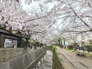 Local Life in Sakyo Ward - From Ginkaku-ji to Heian Shrine