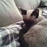 Norman