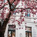 Klassische Bonner Gratis-Tour: Römische Wurzeln, Beethoven & das lokale Leben in der Altstadt der ehemaligen Hauptstadt
