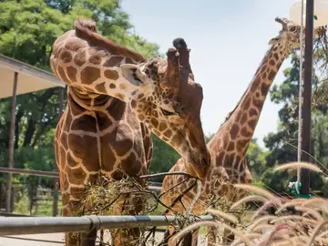 Free tour: The Hidden History of the Former Buenos Aires Zoo