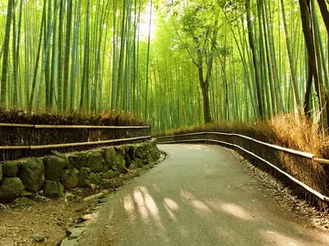 Arashiyama: Geführte Kleingruppentour: Bambuswald, versteckte Juwelen, Affen