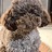 Bruno