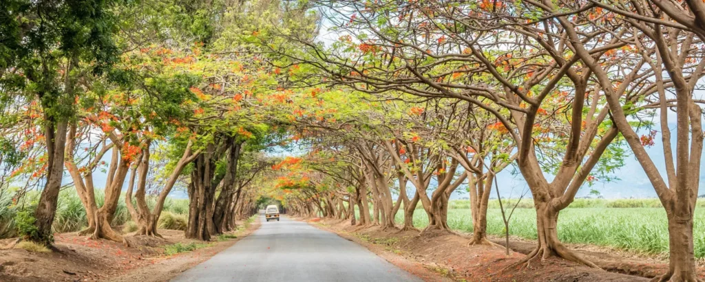 Explore Moshi town, shopping, markets and arts gallery visit.