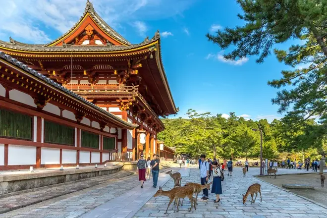 Nara: Everything you need to know! (More than just deer)        