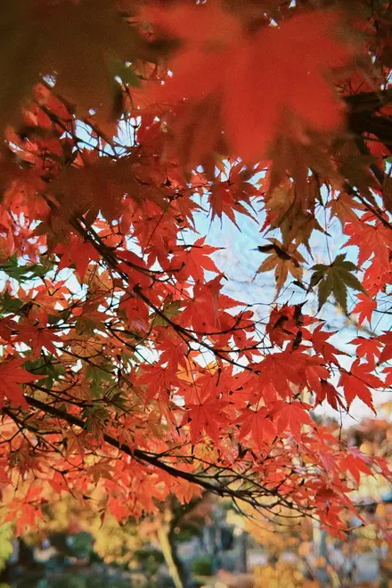 🍁Folded Millennia — An Intimate Small-Group Walking Reverie Through Kyoto’s Living Time-Labyrinth(Limited to 6 Guests)