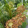 Walking Tour of the Singapore Botanic Gardens with National Orchid Garden