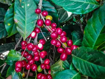 Antigua Guatemala: Una Ruta de Café de Especialidad