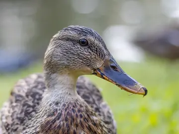 Free tour to discover the birds of Retiro