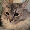 Orla
