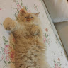 KitKat