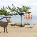 „Vom Hirsch zur Gottheit: Entdecken Sie das spirituelle Miyajima“