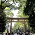 Tokio kontrastów – Meiji Shrine, Harajuku & Shibuya 