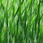 Reed