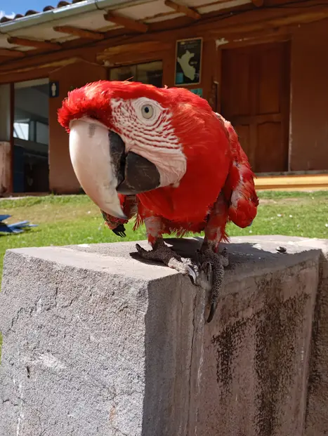 Vivi una meravigliosa esperienza con gli animali selvatici salvati