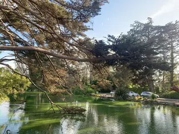 Special Free Tour Experience at Golden Gate Park