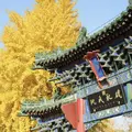  Walking through 3,600 Years of Zhengzhou: Shang Capital, Old Town, City Walls, Parks, Museums & Temples