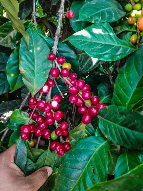 Antigua Guatemala: Una Ruta de Café de Especialidad