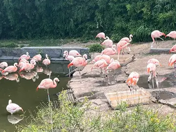 Tra alberi e memorie: Palermo essenziale.