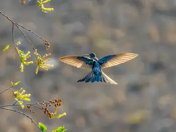 Ven a observar y fotografiar aves muy cerca de Santiago