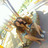 Vinyet