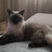 Nerea