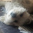 Arturo