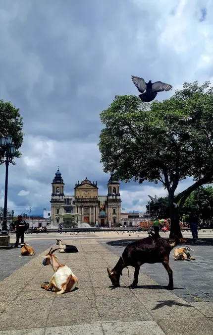 Tours in the afternoons through the historic center of Guatemala City