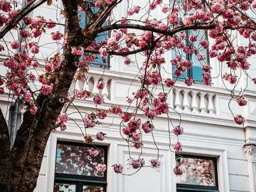 Visita guiada gratuita a Bonn: raíces romanas, Beethoven y la vida local en el casco antiguo de la antigua capital.