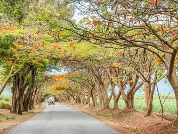 Explore Moshi town, shopping, markets and arts gallery visit.