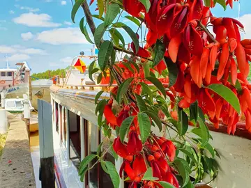 Sentieri affascinanti del Delta del Tigre-Monte Bianco