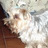 inma