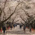 Kostenlose Ueno-Tour – Leben und Tod in Tokio: Eine Reise durch die japanische Geschichte und Spiritualität