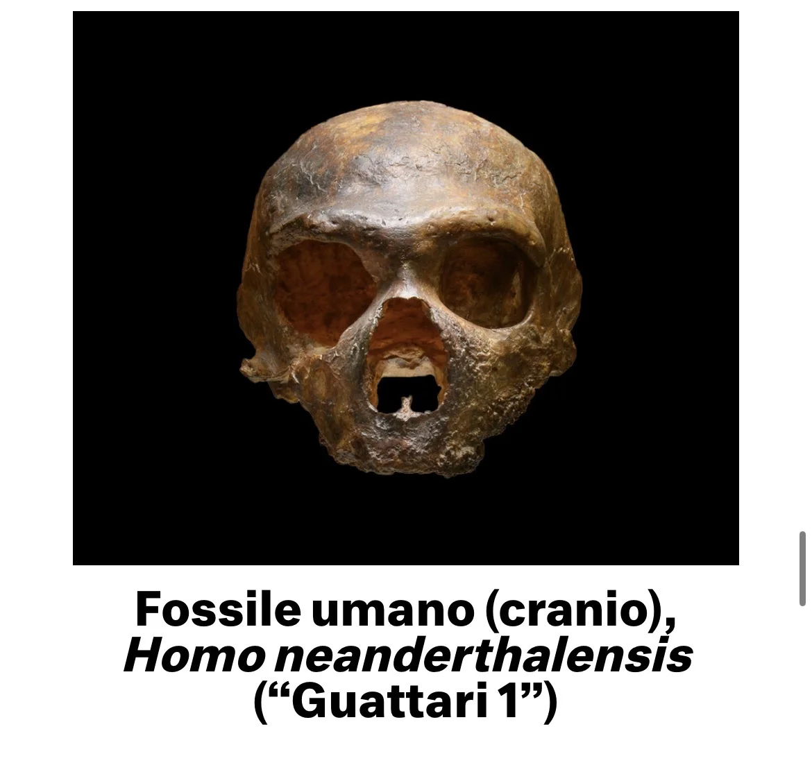 La Preistoria al Museo delle Civiltà: viaggio alle origini dell’uomo
