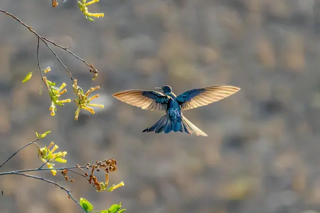Ven a observar y fotografiar aves muy cerca de Santiago