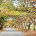 Explore Moshi town, shopping, markets and arts gallery visit.