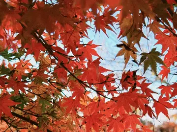 🍁Folded Millennia — An Intimate Small-Group Walking Reverie Through Kyoto’s Living Time-Labyrinth(Limited to 6 Guests)