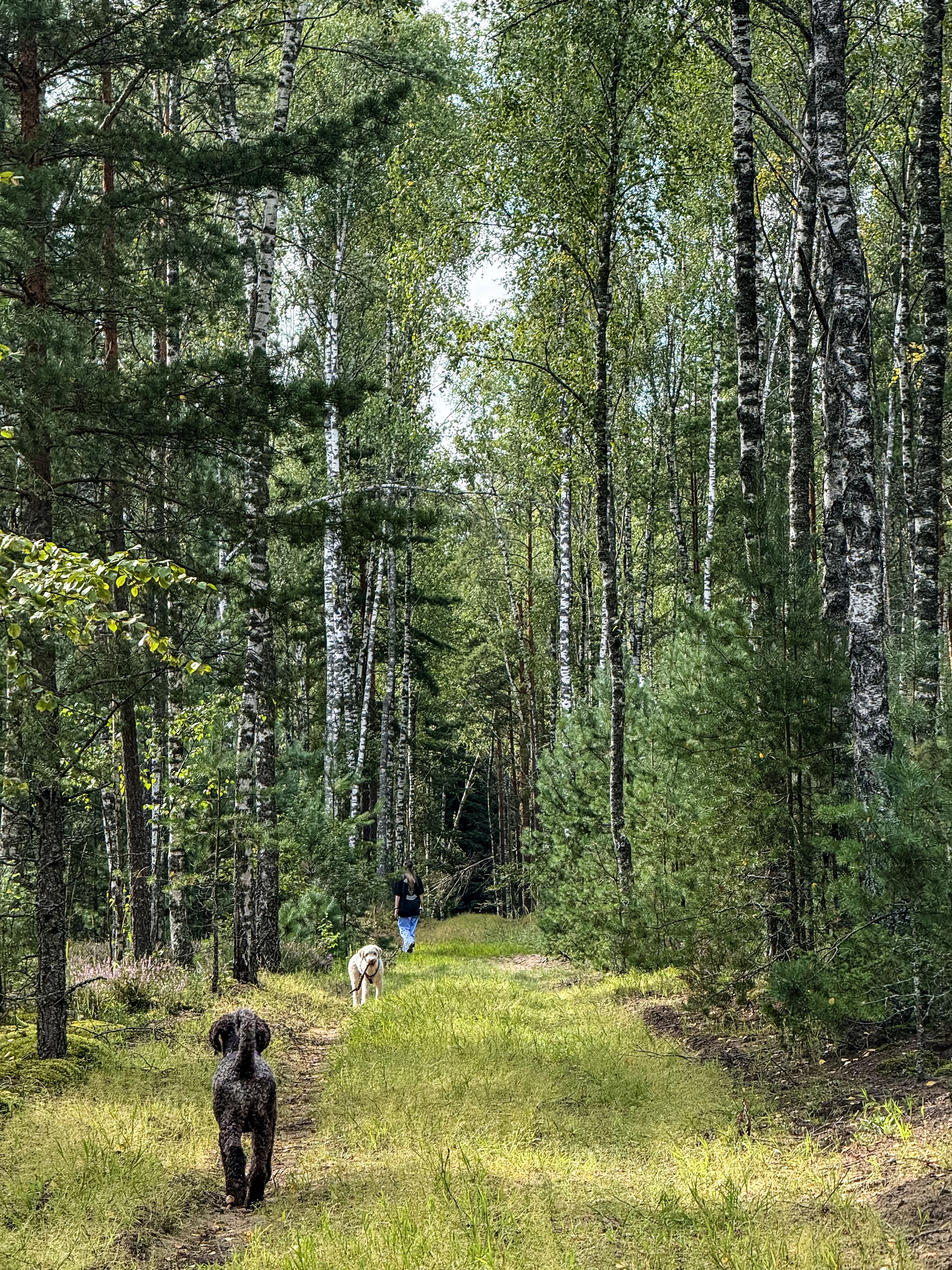 Discover a Lithuanian Forest with a Local