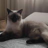 Nerea