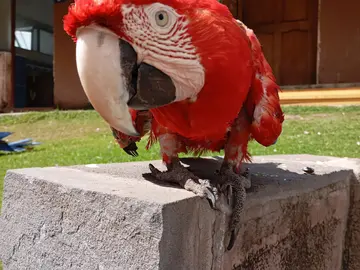 Vivi una meravigliosa esperienza con gli animali selvatici salvati