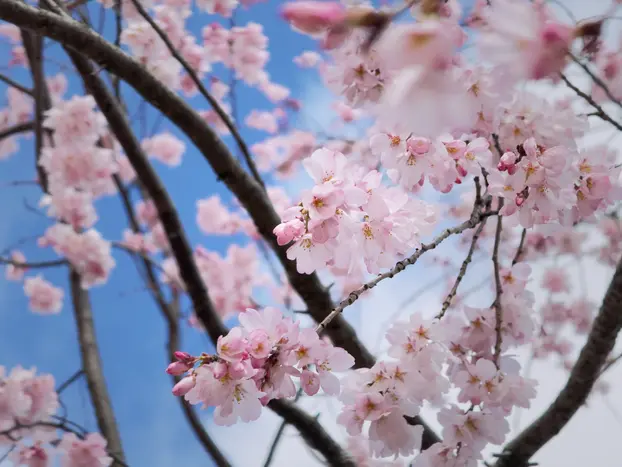 🌸Folded Millennia — Small Group Walking Reverie Through Kyoto's Living Time-Labyrinth(Limited to 6 Guests)