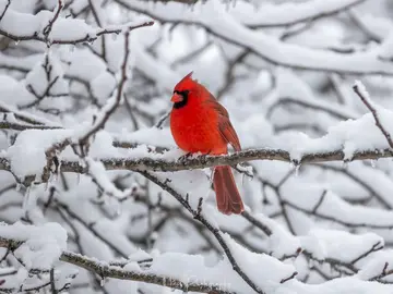 Atme die ruhige Seite von Ottawa ein